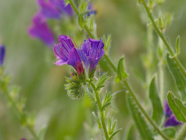 <h3><a href="/trips/extramadura/biota/plantae/tracheophyta/magnoliopsida/boraginales/boraginaceae/echium plantagineum/echium plantagineum-nl.html">Echium&nbsp;plantagineum</a> / Purple&nbsp;viper's‑bugloss / Weegbreeslangenkruid</h3>OM-1 Mark II met OLYMPUS M.150-400mm F4.5, 1/2000 sec  bij F4.5, ISO 400, afstand 4.02&nbsp;m